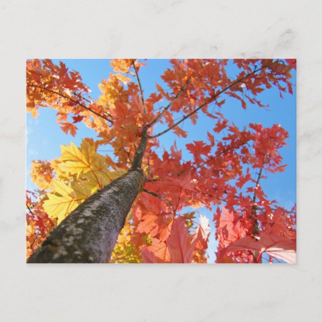 Tarjetas postales del árbol de otoño Hojas de otoñ (Anverso)