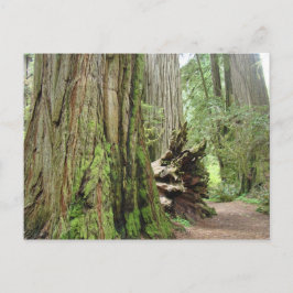Tarjetas postales del árbol de secoya Grandes seco