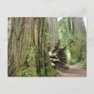 Tarjetas postales del árbol de secoya Grandes seco