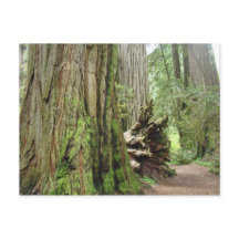 Tarjetas postales del árbol de secoya Grandes seco