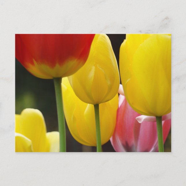 Tarjetas postales del jardín de flores de tulipán  (Anverso)