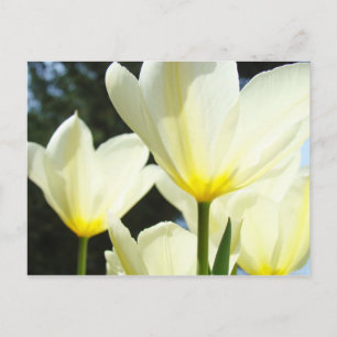 Tarjetas postales del Jardín de Tulipanes Tulipane
