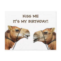 Tarjetas Postales Divertidas de Camellos Besándose
