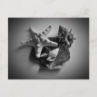 Tarjetas postales en blanco y negro de conchas
