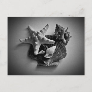 Tarjetas postales en blanco y negro de conchas