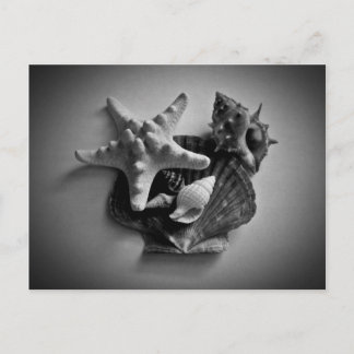 Tarjetas postales en blanco y negro de conchas