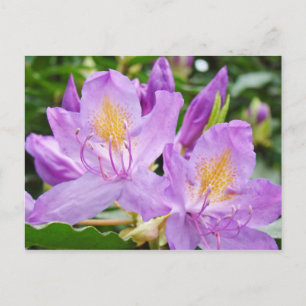 Tarjetas postales florales brillantes Flor de Rhod