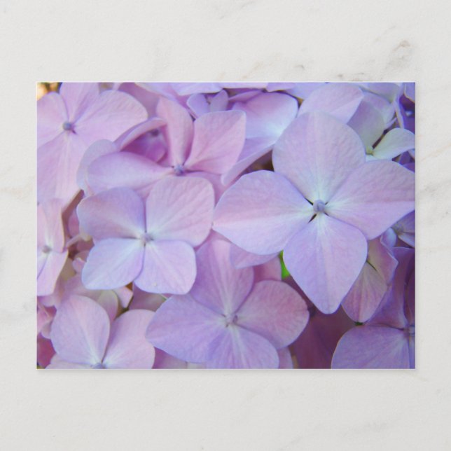 Tarjetas postales florales Flores Hortensias Lilas (Anverso)