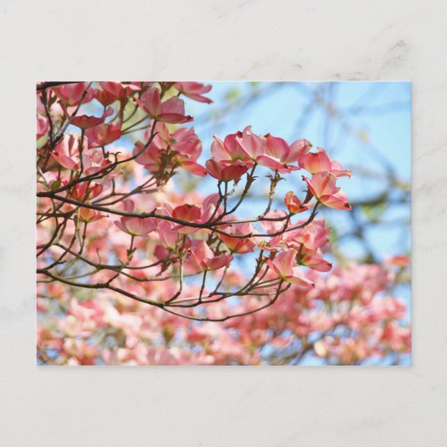 Tarjetas postales florales personalizadas Flores d (Anverso)