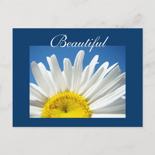 Tarjetas postales hermosas Flores de margaritas bl (Anverso)