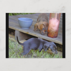 Tarjetas postales para bebés Dachshund