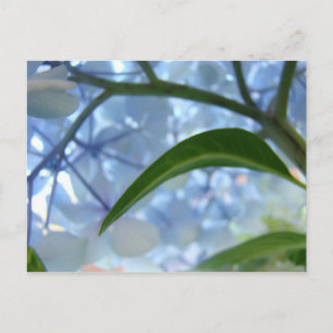 Tarjetas Postales Personaliza Flores de Hortensia