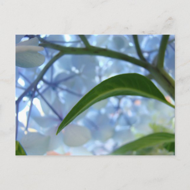Tarjetas Postales Personaliza Flores de Hortensia  (Anverso)