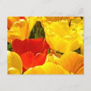 Tarjetas postales personalizadas florales Flores d