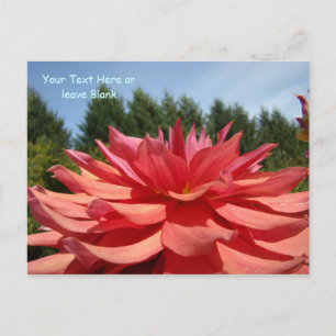 Tarjetas postales personalizadas Flores de dalia j