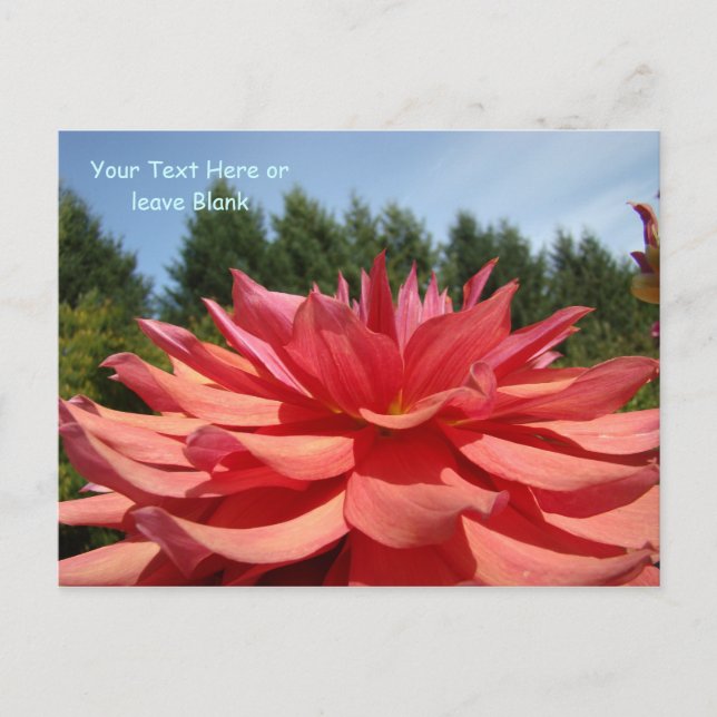 Tarjetas postales personalizadas Flores de dalia j (Anverso)