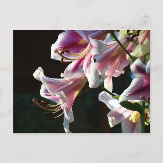 Tarjetas postales personalizadas Flores de lirio r (Anverso)