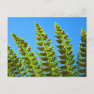 Tarjetas postales personalizadas Helechos Bosque V