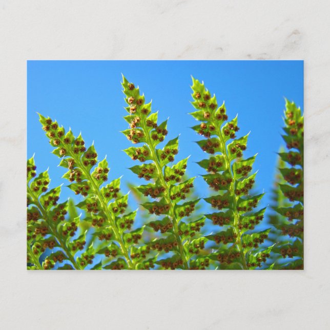 Tarjetas postales personalizadas Helechos Bosque V (Anverso)