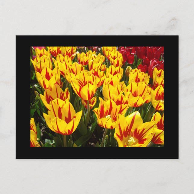 Tarjetas postales personalizadas Tulipanes Amarill (Anverso)