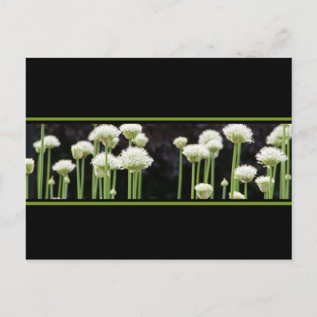 Tarjetas Postales Únicas de Save The Date (Anverso)