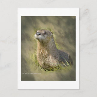 Tarjetas PostCards de Otter de Mar