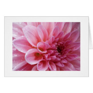 Tarjetas rosadas del crisantemo