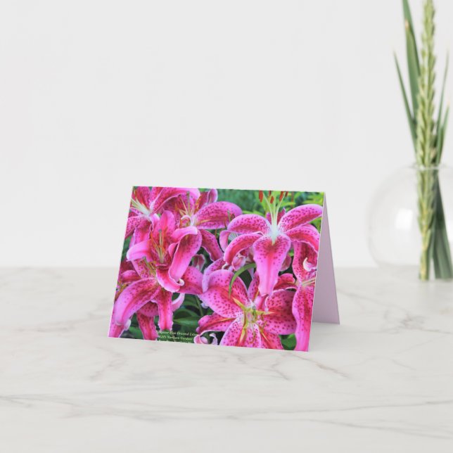 Tarjetas Stargazer Pink Oriental Lilis Note (Anverso)