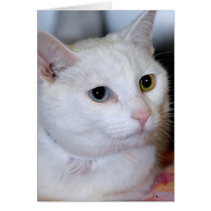 Tarjetas Todo-Blancas del saludo/de nota del gato