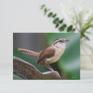 Tarjetas Wren de aves Tarjeta de nota Naturaleza