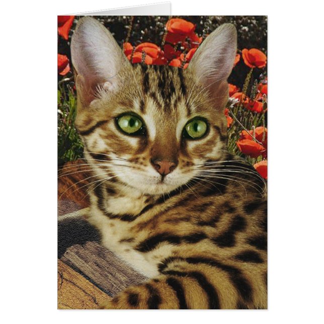 Tarjetas y pegatinas de Bengala (Frente)