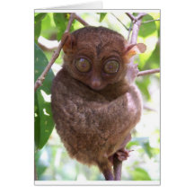 Tarsier Filipino