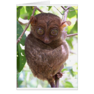 Tarsier filipino