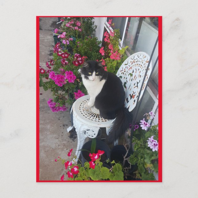 Tato de Tuxedo con postal de flores de Bonito (Anverso)