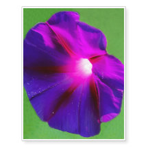Floral Purpura