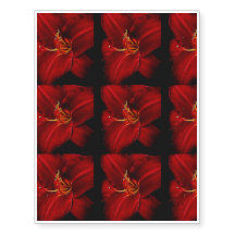 Lirio rojo en negro