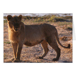 Tau, León, Foto