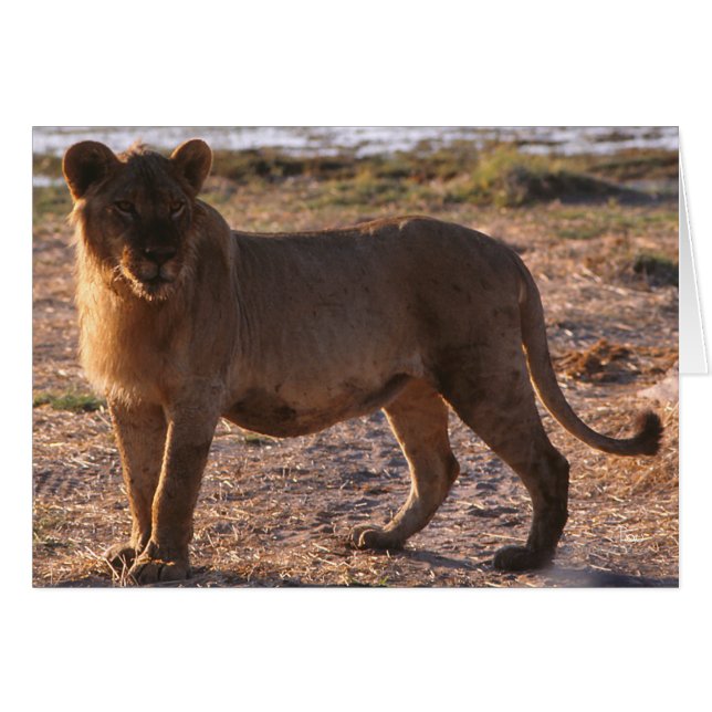 Tau, León, Foto (Anverso (Horizontal))