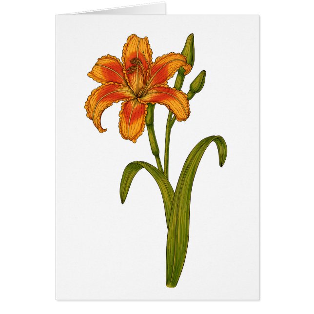 Tawny daylily (Frente)