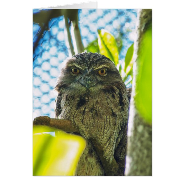 Tawny no es búho (Frente)