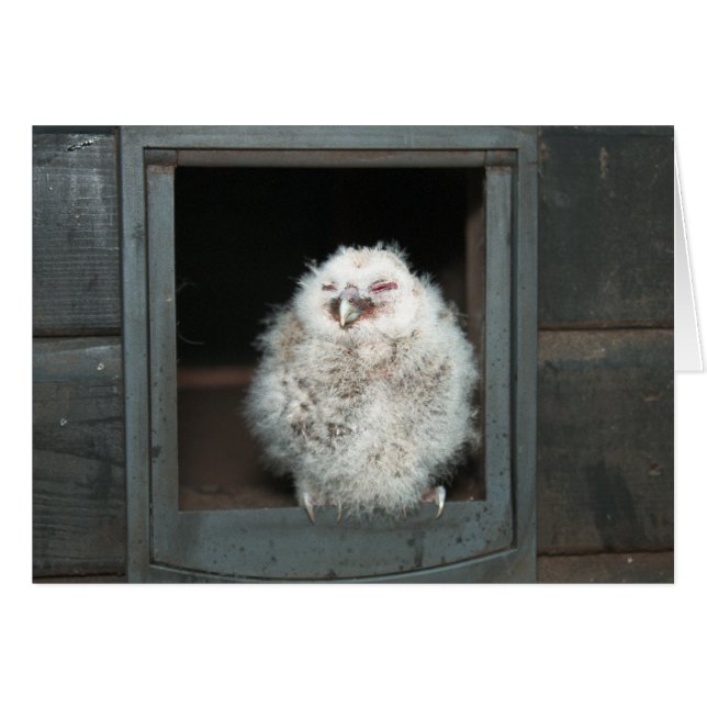 Tawny Owl (Anverso (Horizontal))