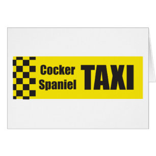 Taxi cocker spaniel