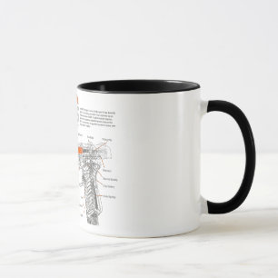 Taza 1911 funcionamientos internos