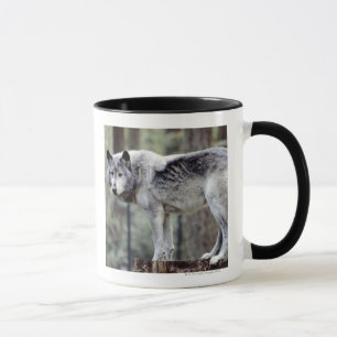 TAZA 24114488