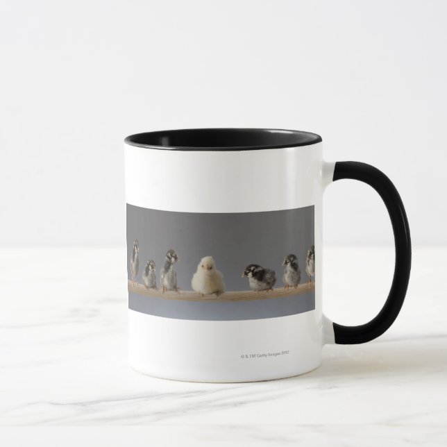 Taza 7 pollos del mascota del bebé en una perca (Derecha)