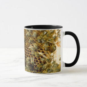 Taza Abejas en colmena, Cabo Occidental, Sudáfrica