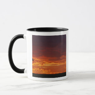 Taza Acacia de espina de paraguas, Acacia tortilis, 2