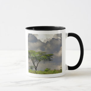 Taza Acacia de espina de paraguas, Acacia tortilis, y 2