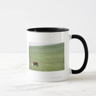 Taza Acobarde el pasto en el prado, Nueva Escocia,
