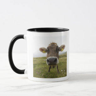 Taza Acobárdese cerca de Tre Cime Di Lavaredo en